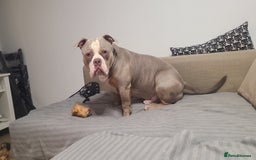 American Bully dogs for sale: Rehome my American Pocket Bully :( - Image 8