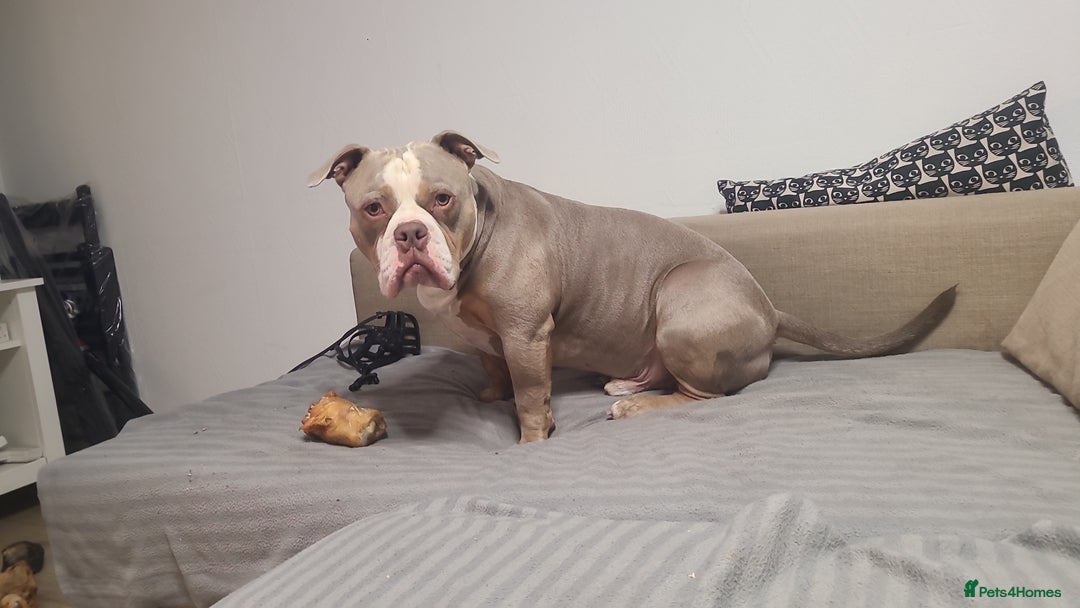 American Bully dogs for sale: Rehome my American Pocket Bully :( - Image 8