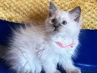 Ragdoll cats GCCF Сhampion Bloodline Ragdoll 5 GenPedigree 🏆🌟 - Advert 4