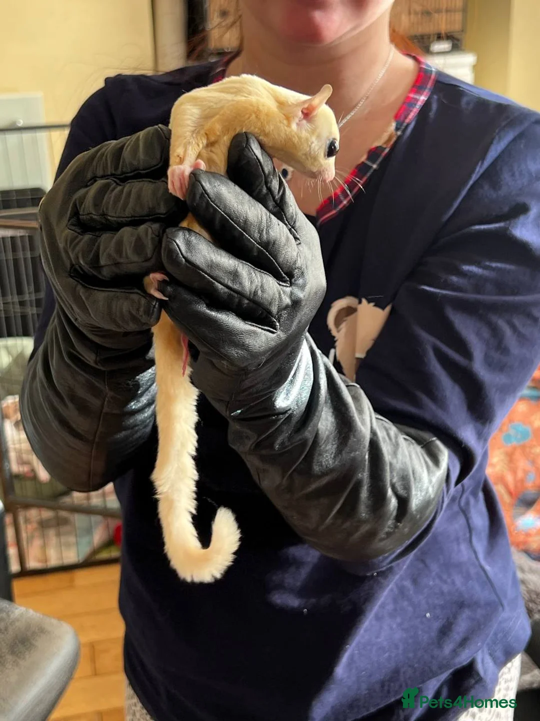 Sugar Glider rodents for sale: ✨ EXCEPTIONAL SUGAR GLIDER CLAN  - Advert 22