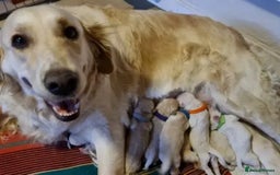 Golden Retriever dogs for sale: Available for STUD - Image 30