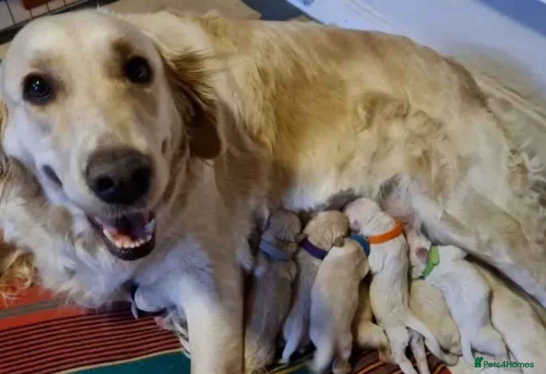 Golden Retriever dogs for sale: Available for STUD - Image 30