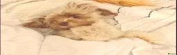 Mixed Breed dogs for sale: Pomeranian , Bichon x  - Advert 1