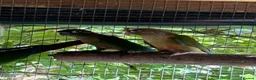 Conures birds for sale: Baby conures, parent reared, dna tested - Advert 5