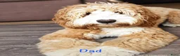 Australian Labradoodle dogs for sale: Multigen Australian Labradoodle x Goldendoodle - Advert 37