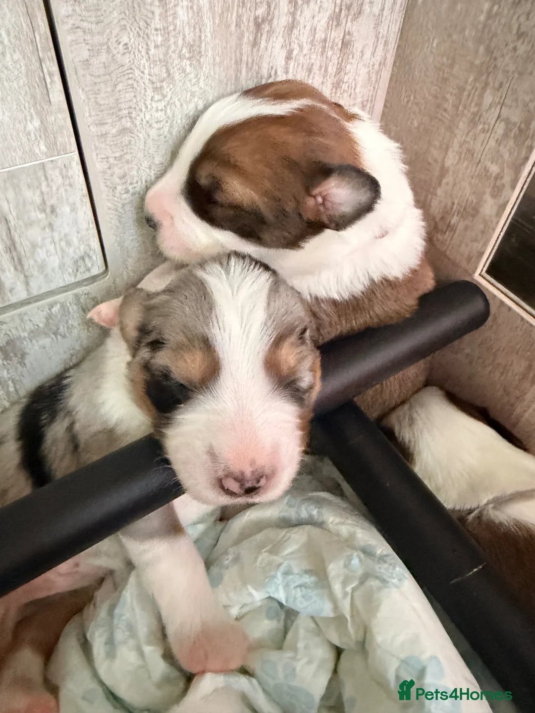 Border Collie dogs for sale: Stunning Show line puppies,various colours  - Advert 2