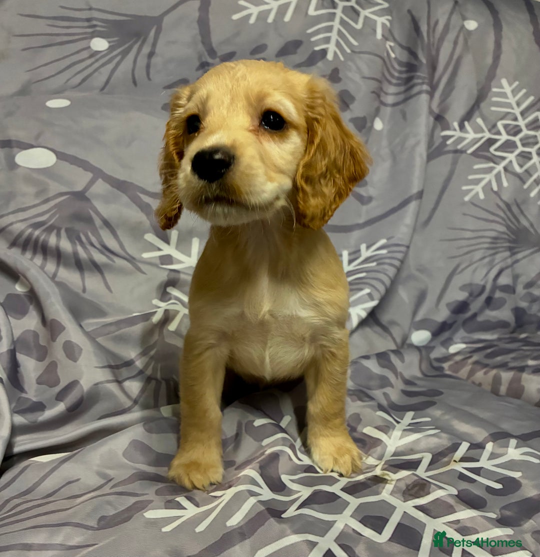 Cocker Spaniel dogs for sale: Beautiful puppy’s  - Image 11