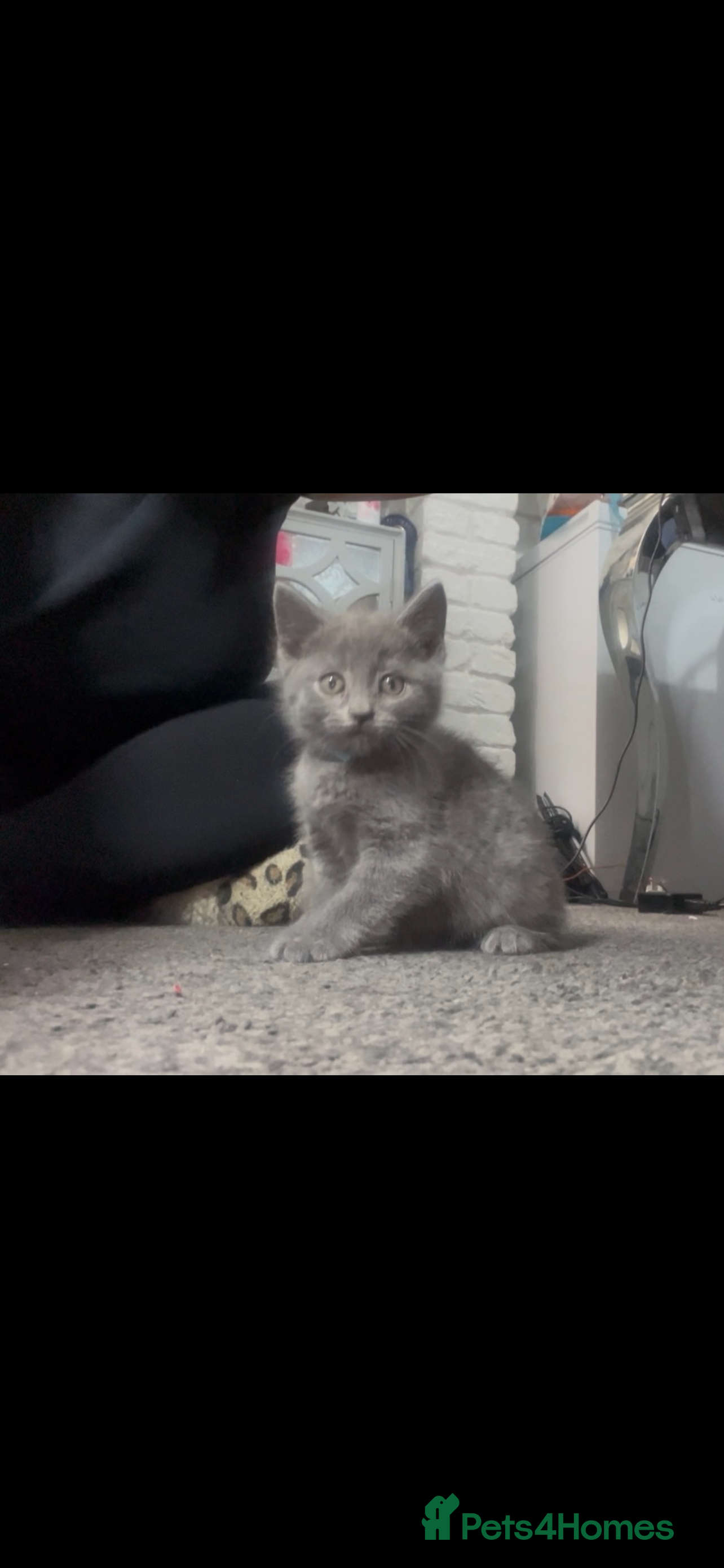 British Shorthair cats British short hair kittens - Advert 2