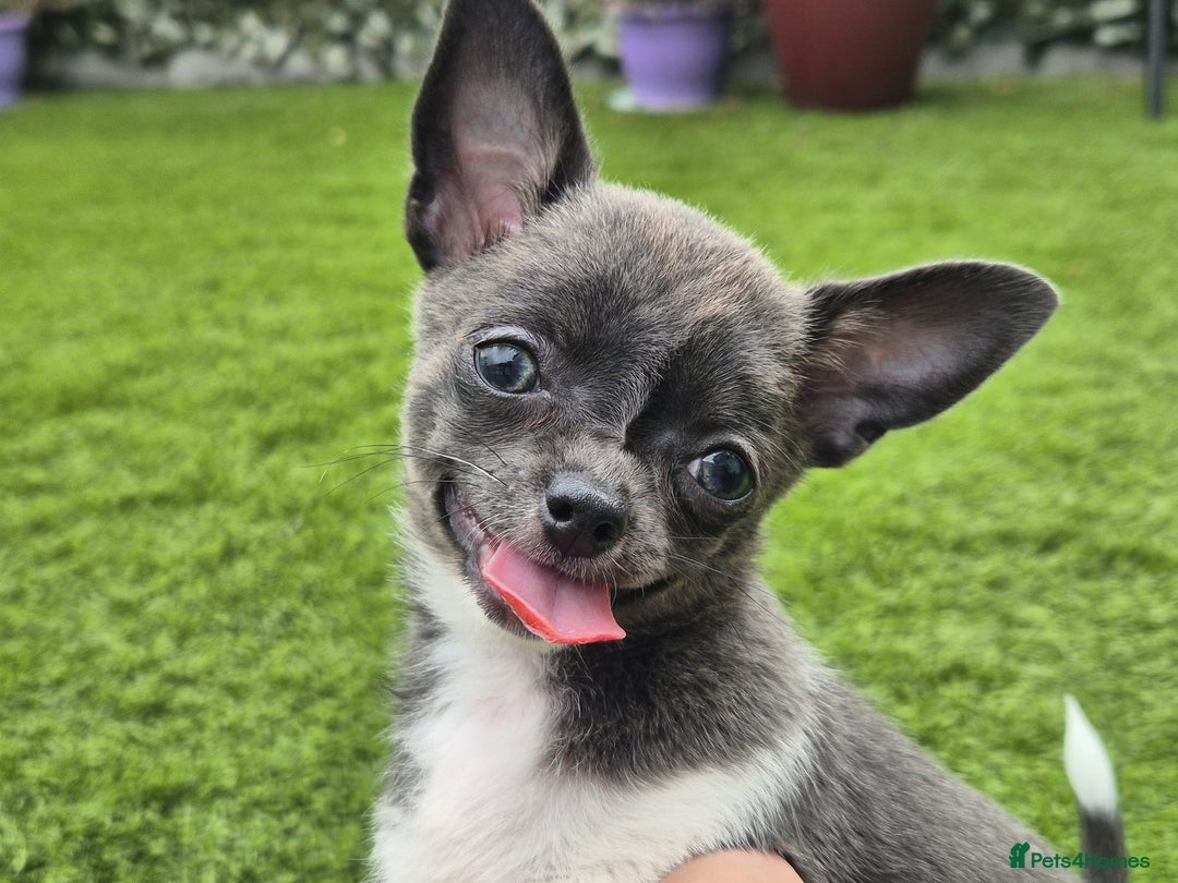 Chihuahua dogs for sale: Chihuahua female puppies  - Image 7