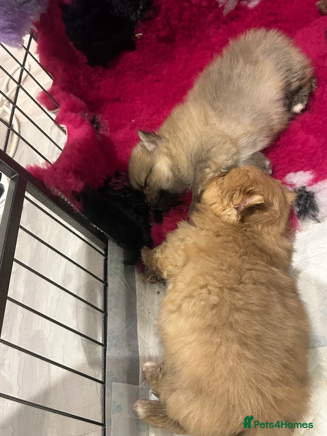 Pomeranian dogs for sale: Kc reg stunning pomeranian puppies  - Advert 21