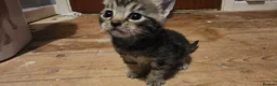 Mixed Breed cats for sale: 4 mixed breed  - Advert 9