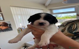 English Springer Spaniel dogs for sale: Beautiful springer spaniel puppies - Image 12