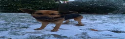 German Shepherd dogs for sale: Bailey - Advert 12
