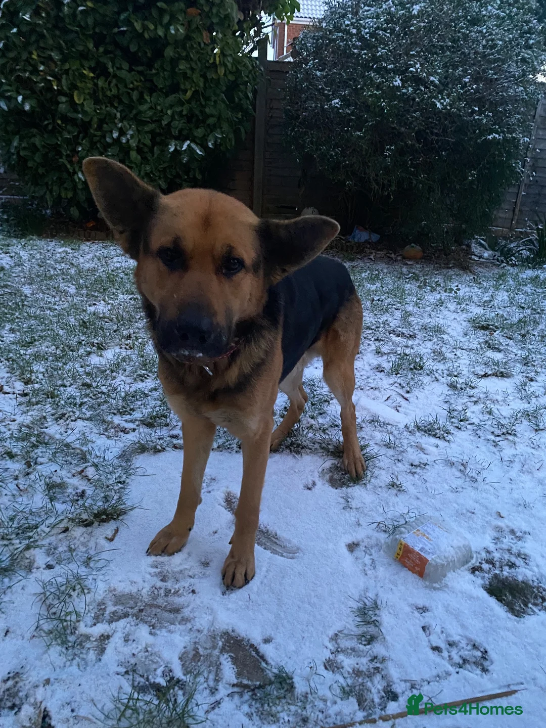 German Shepherd dogs for sale: Bailey - Advert 12