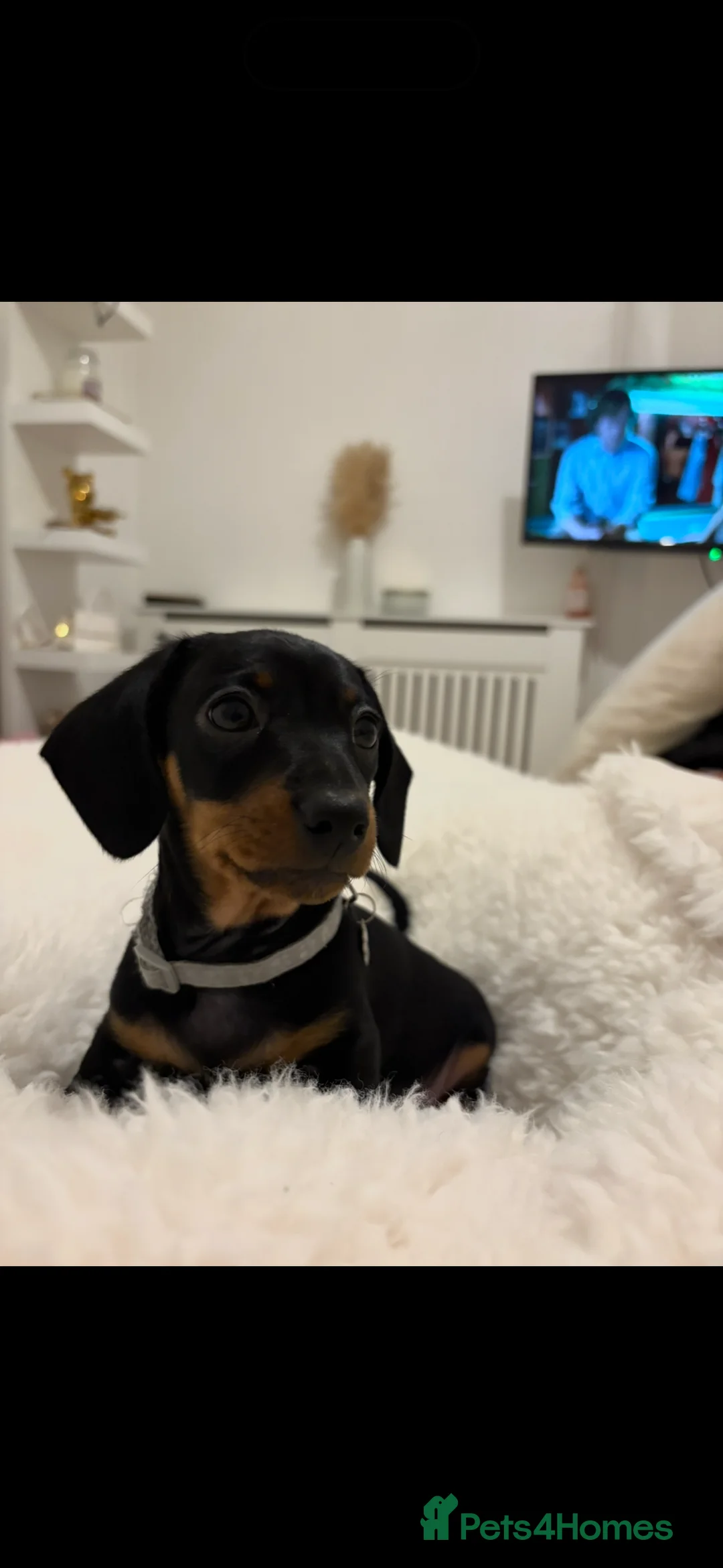 Miniature Dachshund dogs for sale: Miniature dachshund boy - Advert 1