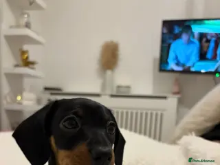 Miniature Dachshund dogs Miniature dachshund boy - Advert 1