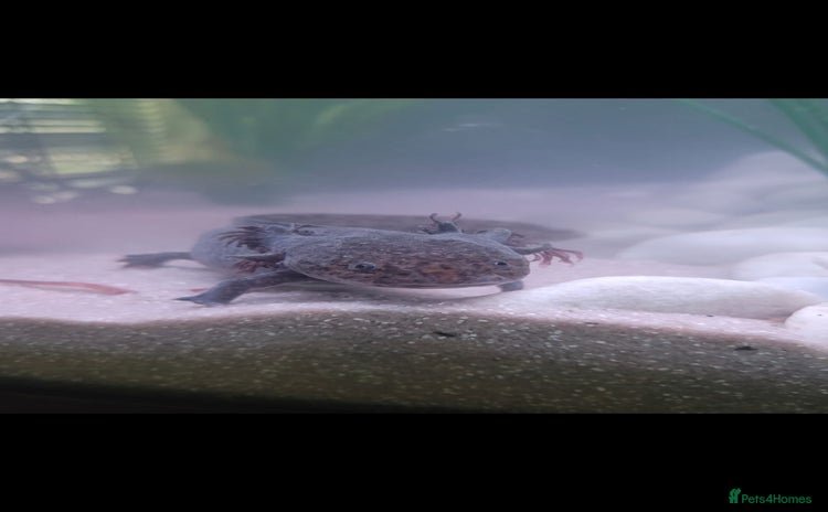 Axolotl reptiles - Advert 1