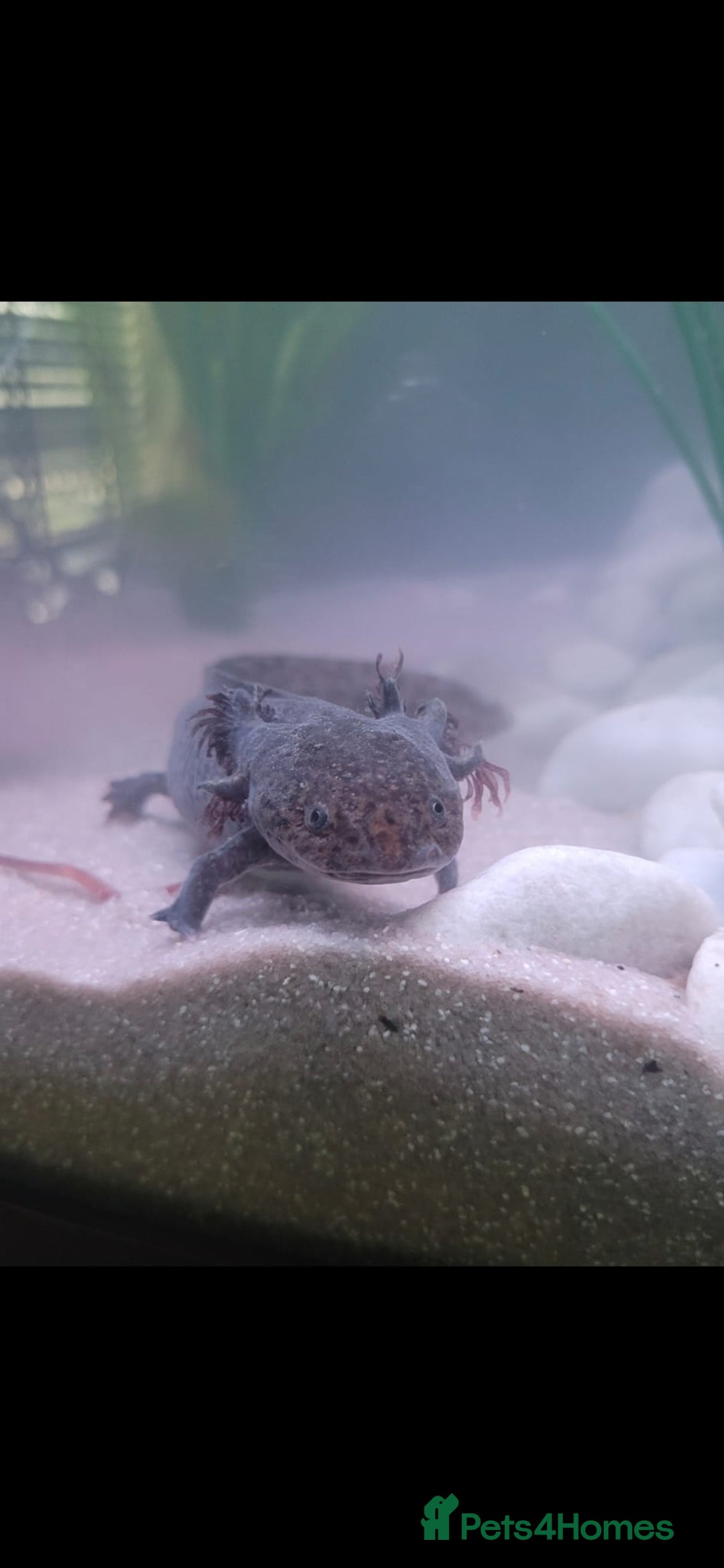 Axolotl reptiles for sale: Two axolotls  - Image 1