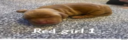 Cocker Spaniel dogs for sale: Show Type Cocker Spaniels HEALTH TESTED Parents - Advert 22