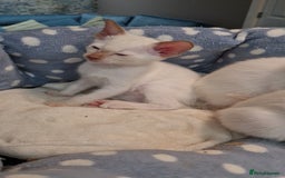 Siamese cats for sale: Siamese kittens 2 Chocolatepoint, 2 boys Bluepoint - Image 9