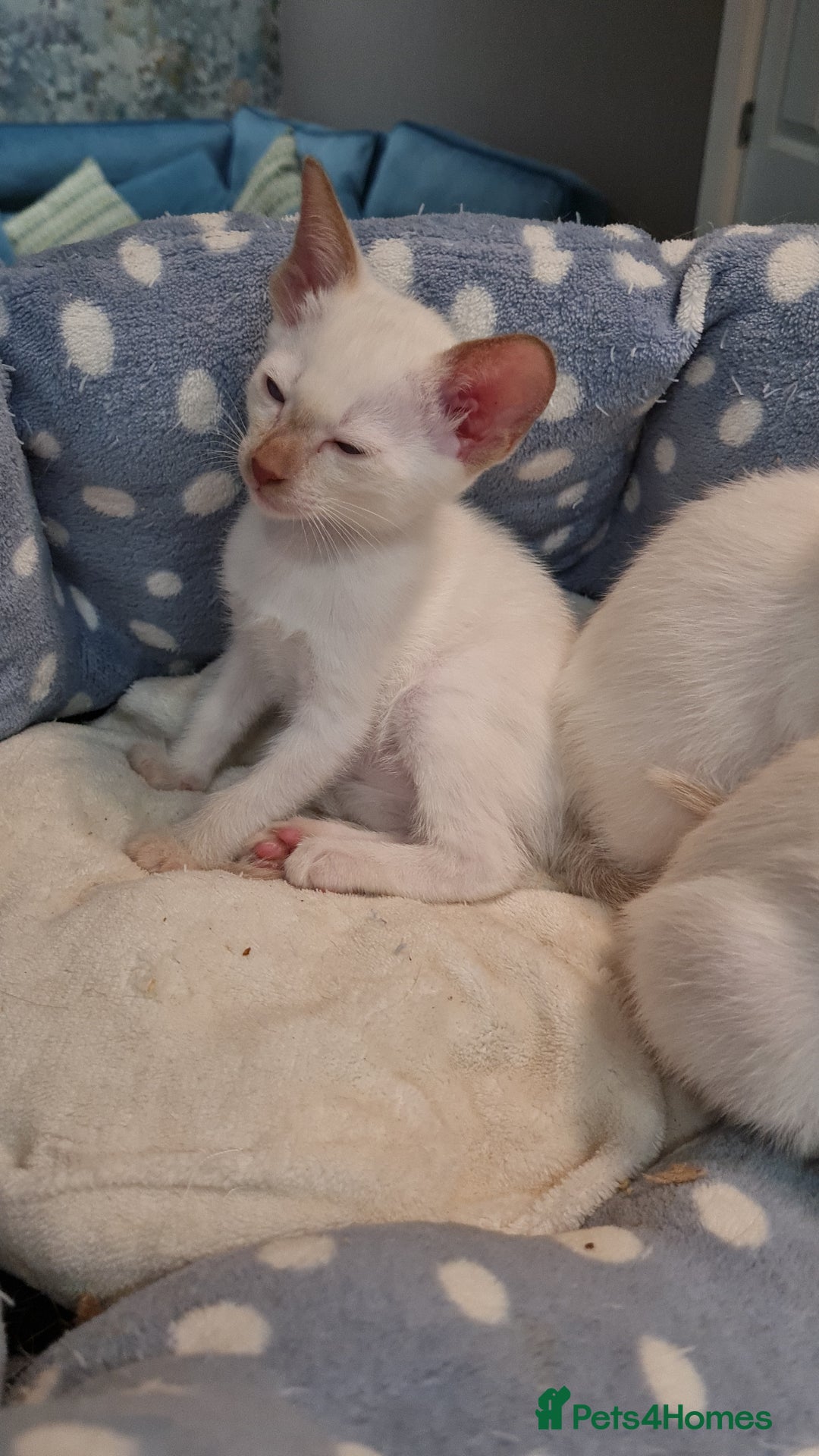 Siamese cats for sale: Siamese kittens 2 Chocolatepoint, 2 boys Bluepoint - Image 9