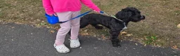 Cockapoo dogs for sale: Bingo the cockapoo  in Runcorn - Advert 6