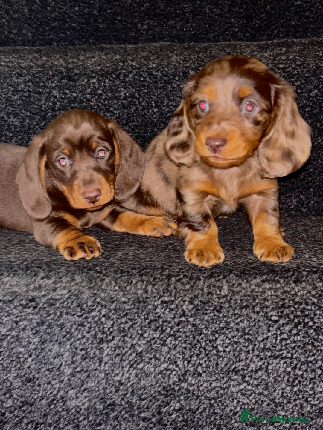 Dachshund dogs for sale: Miniature dachshund puppies 🐶long: smooth hair  - Advert 28