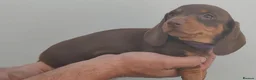 Dachshund dogs for sale: Pra Clear Minature Daushaund Puppies  - Advert 17