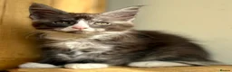 Maine Coon cats for sale: Beautiful Maine Coon kittens - Advert 12