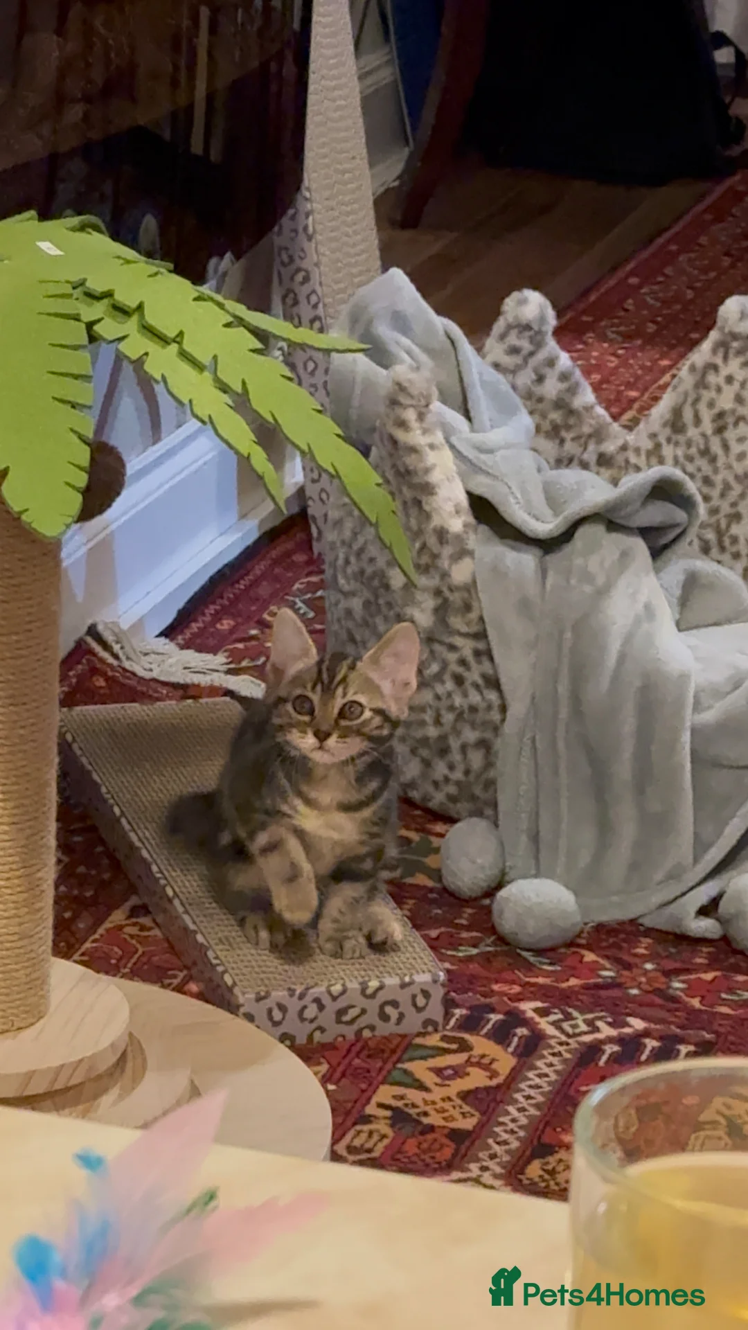 Mixed Breed cats for sale: Half bengal and tabby kitten for sale  - Advert 4