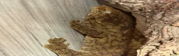 Lizard reptiles for sale: Dark Morph Baby Leachianus Geckos  Dark Morph  - Advert 6