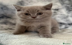 Scottish Fold cats for sale: 🐾 Scottish Fold Kittens – Sweet, Rare & Ready Now - Image 32