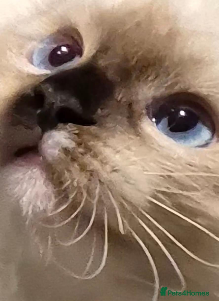 Ragdoll cats Super loving**Available Now**Adorable Ragdoll - Advert 5