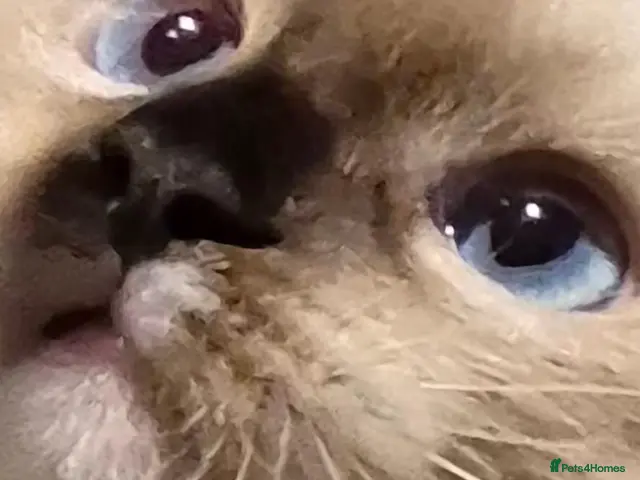Ragdoll cats Super loving**Available Now**Adorable Ragdoll - Advert 5