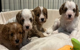 Cavapoo dogs for sale: 🐶🐩ADORABLE MINIATURE CAVAPOOS🐩🐶 - Image 20