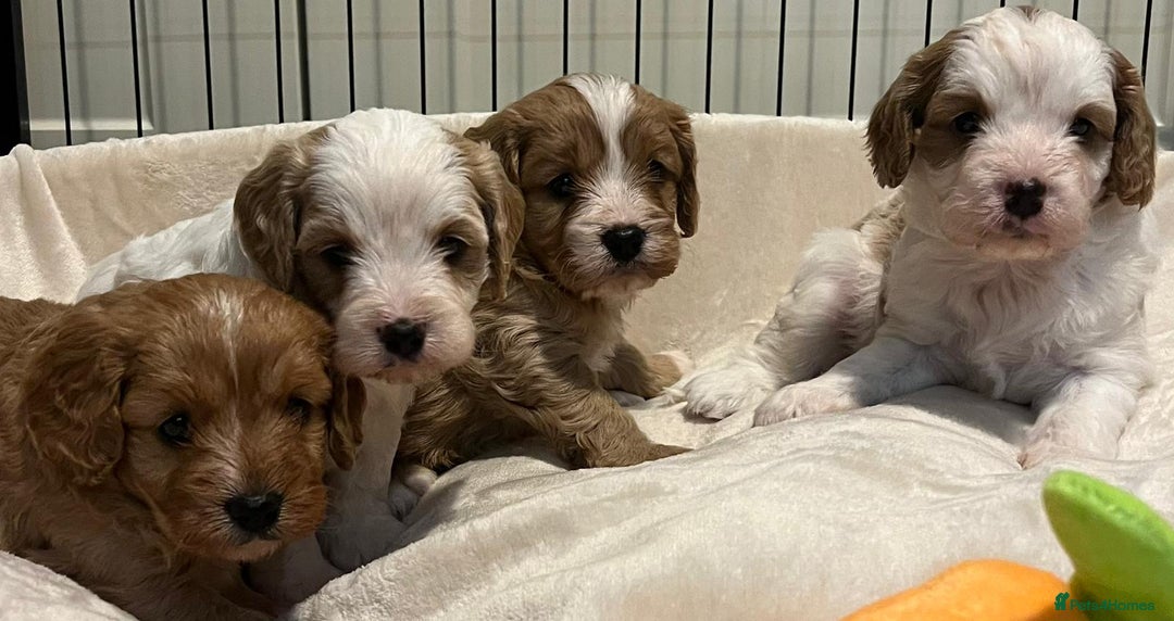Cavapoo dogs for sale: 🐶🐩ADORABLE MINIATURE CAVAPOOS🐩🐶 - Image 20