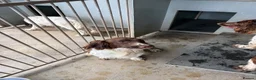 English Springer Spaniel dogs for sale: KC REG English Springer Spaniel - Advert 3