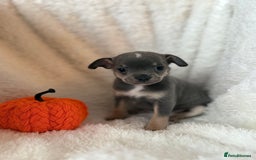 Chihuahua dogs for sale: Chihuahua - Image 3