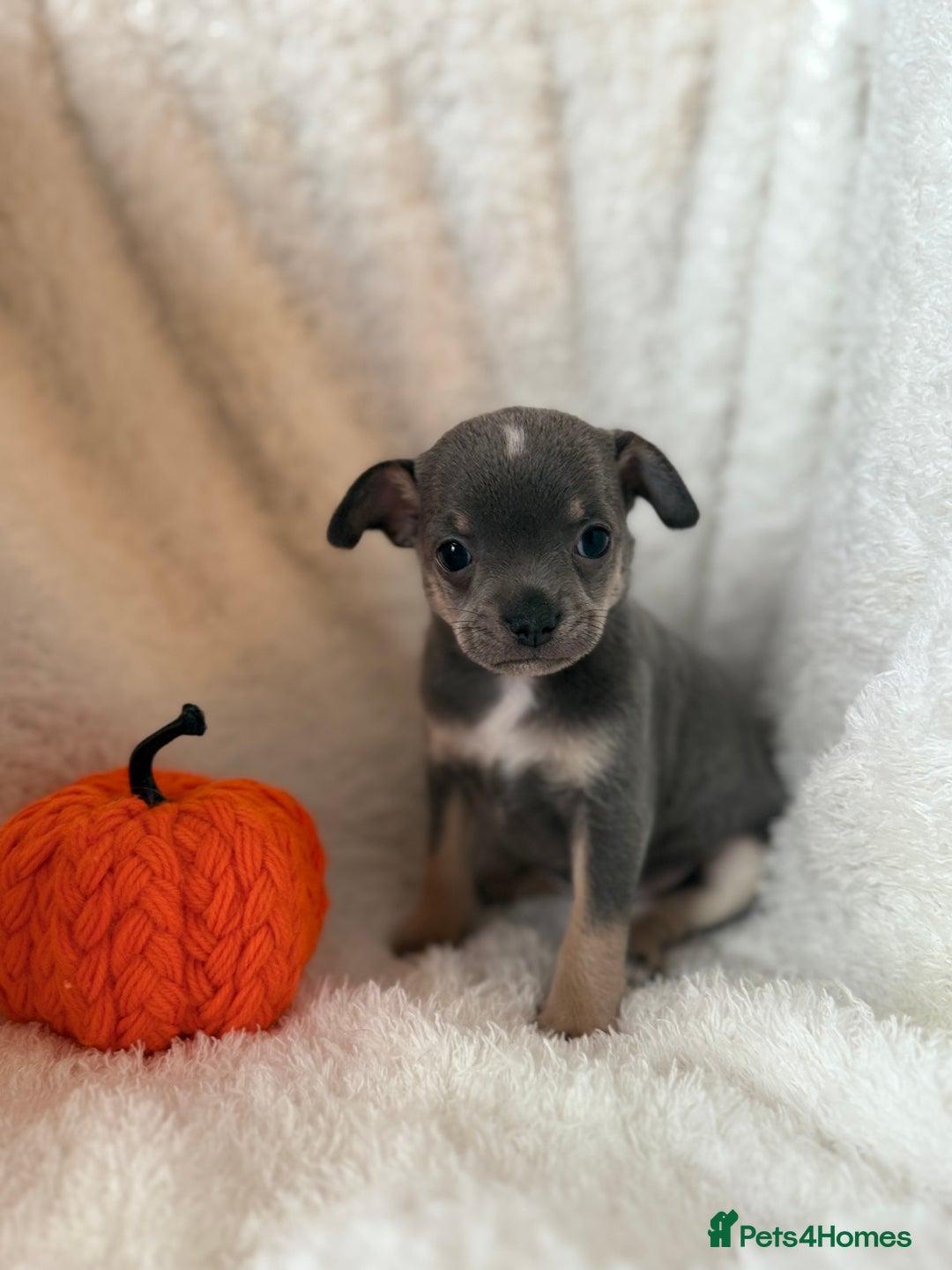 Chihuahua dogs for sale: Chihuahua - Image 3