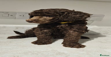 Standard Poodle dogs - Advert 15