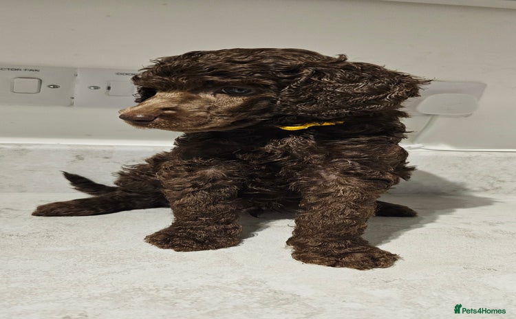 Standard Poodle dogs - Advert 2