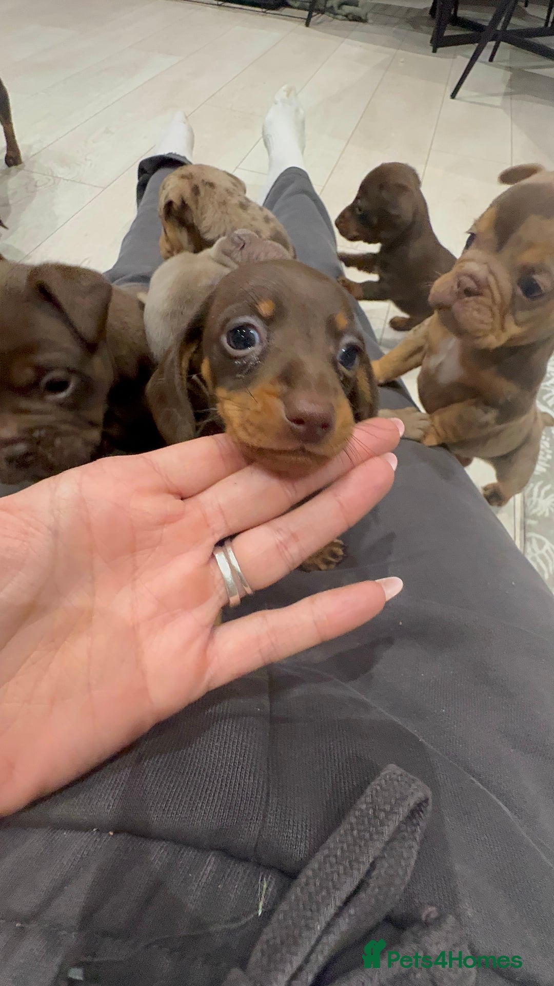 Miniature Dachshund dogs for sale: Stunning miniature sausage pups  - Advert 15