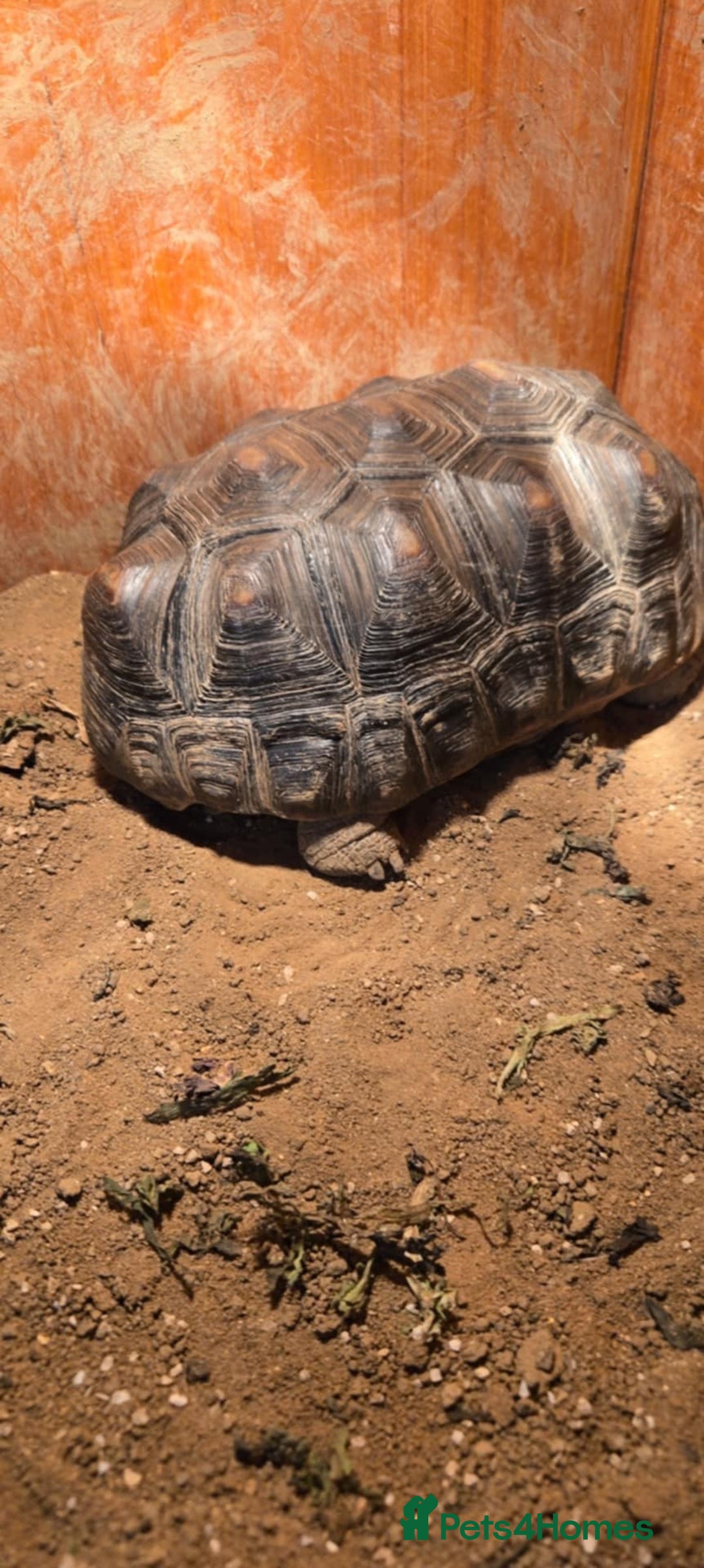 Tortoise reptiles for sale: Red foot tortise  - Advert 1