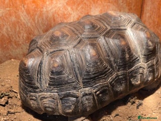 Tortoise reptiles Red foot tortise - Advert 2