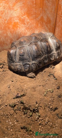 Tortoise reptiles Red foot tortise - Advert 1