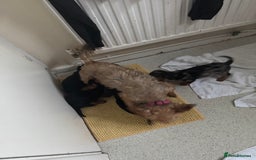 Mixed Breed dogs for sale: Minituar yorkie cross dashound puppies - Image 6