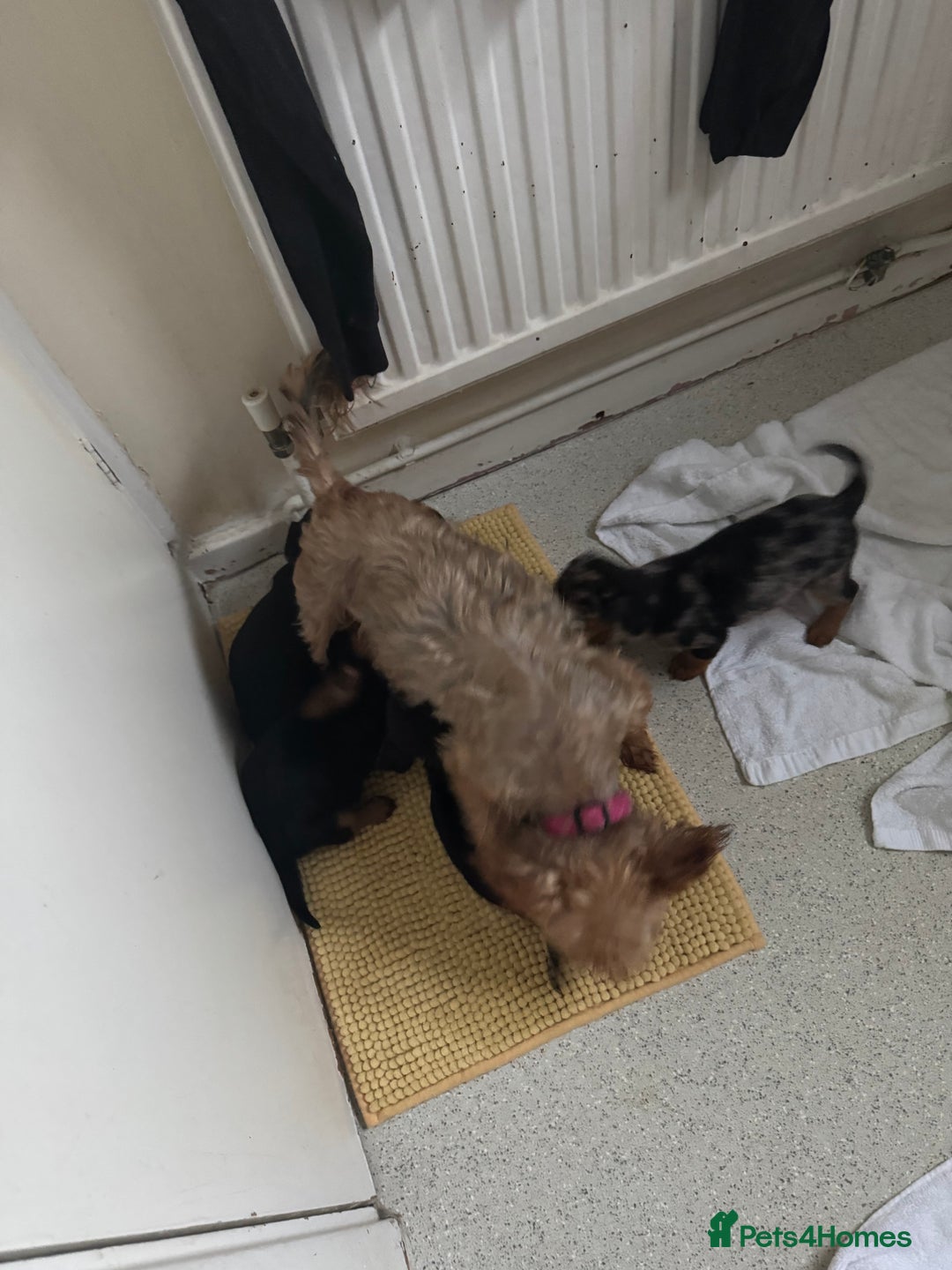 Mixed Breed dogs for sale: Minituar yorkie cross dashound puppies - Image 6