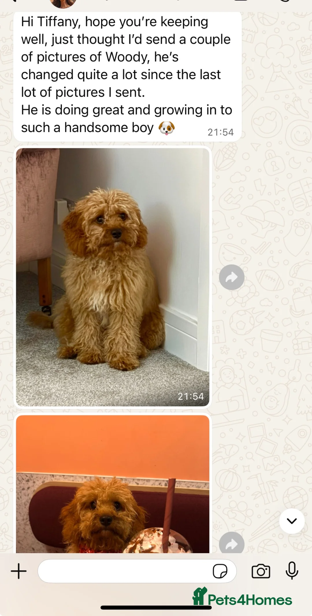 Cavapoo dogs for sale: ⭐ Top quality, health tested Toy Cavapoo babies ⭐ - Advert 33