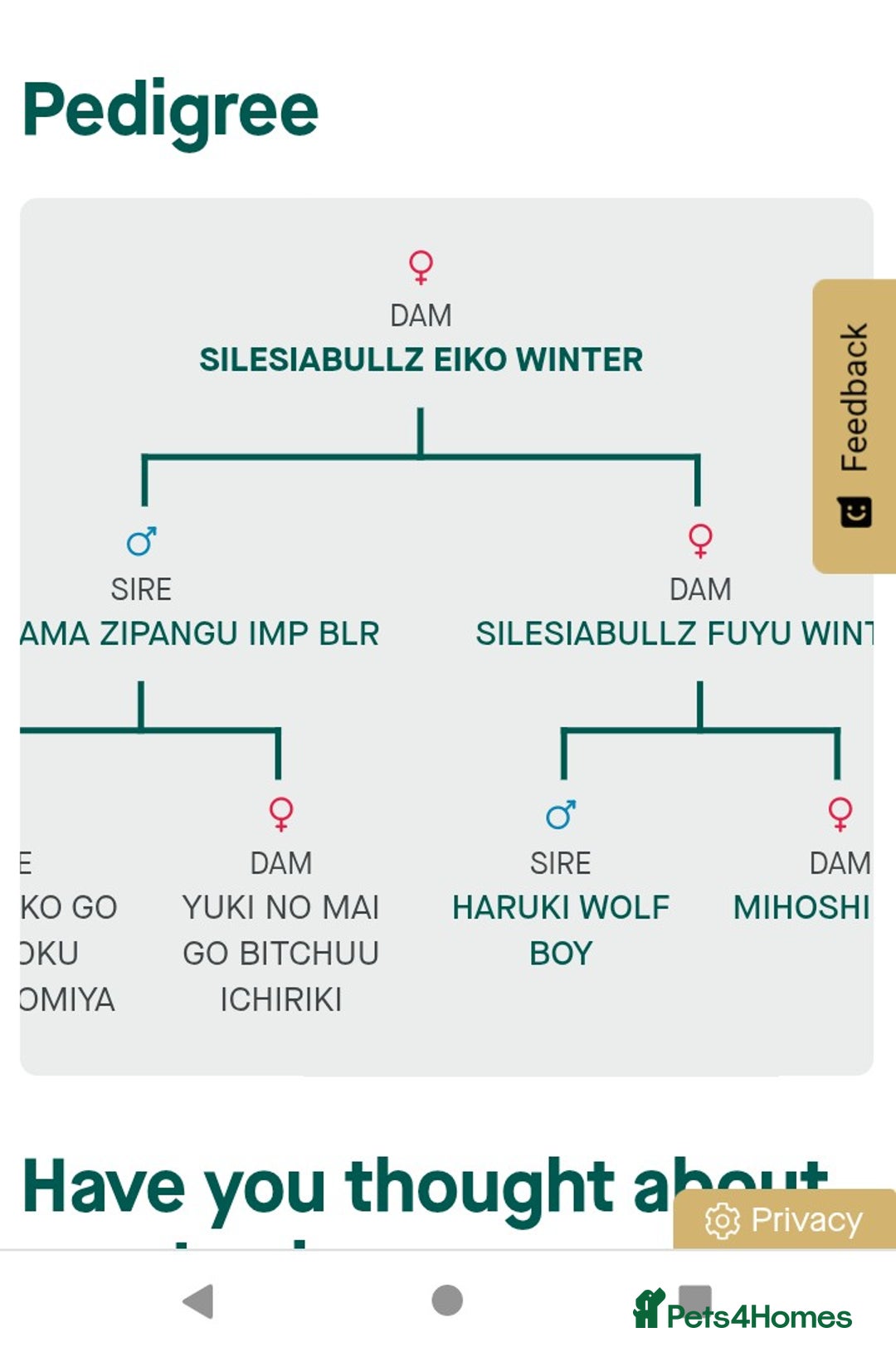 Japanese Akita Inu dogs for sale: Japanese Akita Inu Puppies  - Advert 13