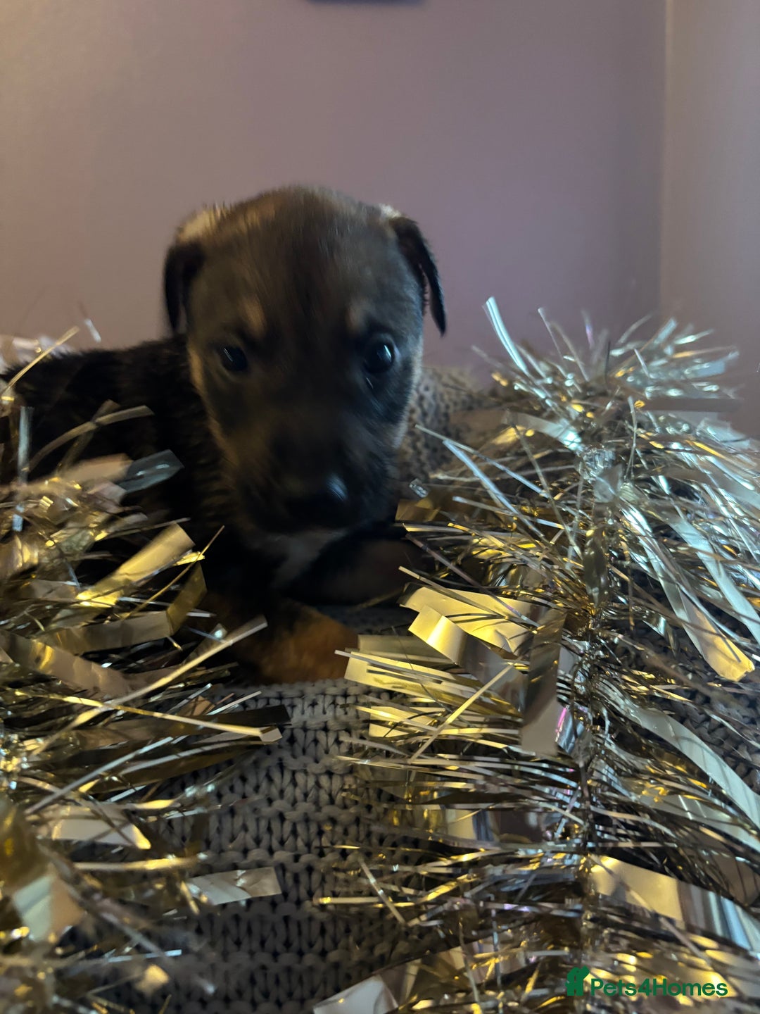 Mixed Breed dogs for sale: Husky X American Mastiff - Advert 8